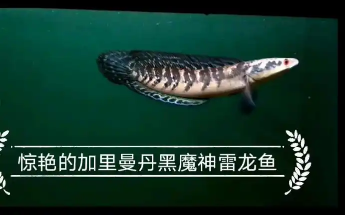 视频搬运之加里曼丹黑魔神雷龙鱼惊艳的表现二合一视频
