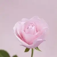 淡粉色玫瑰花微信头像_微信头像图片大全