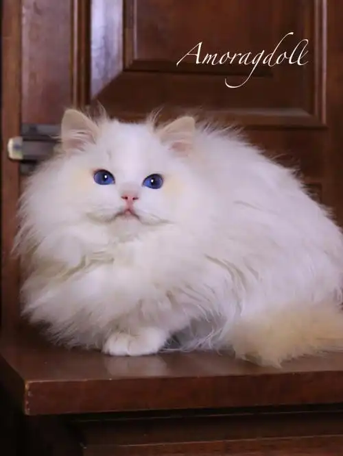 布偶猫奶油双色弟弟