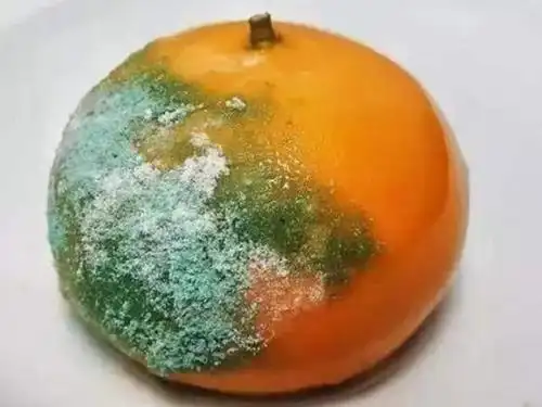 烂掉的橘子"一定"不要扔,保存在家里这样用挺值钱的,特别实用