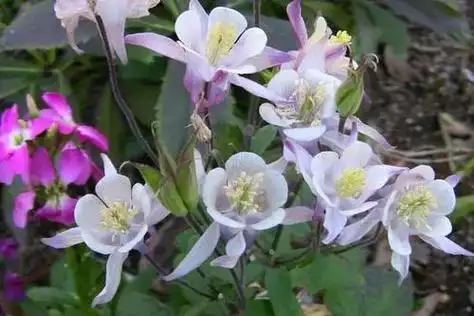 数,二回三出复叶;叶片楔状倒卵 pall.[7] 像中国农耕 - 抖音