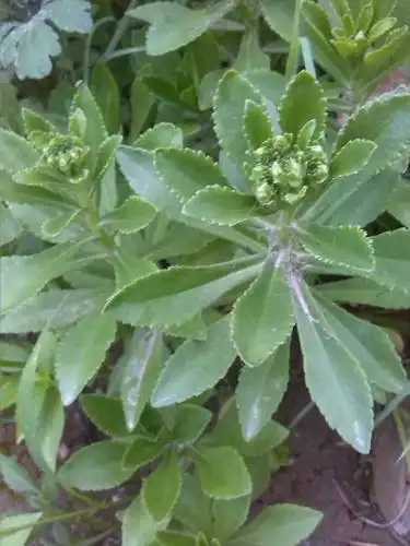花鸟鱼虫生活植物学