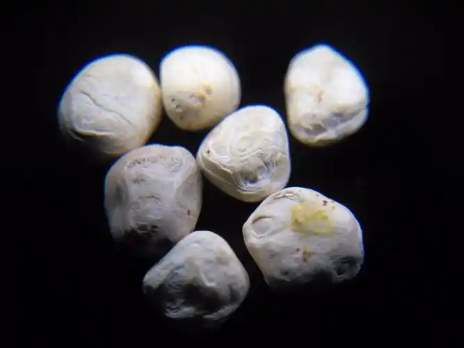 舍利- 天津秦商博物馆【官方网站】