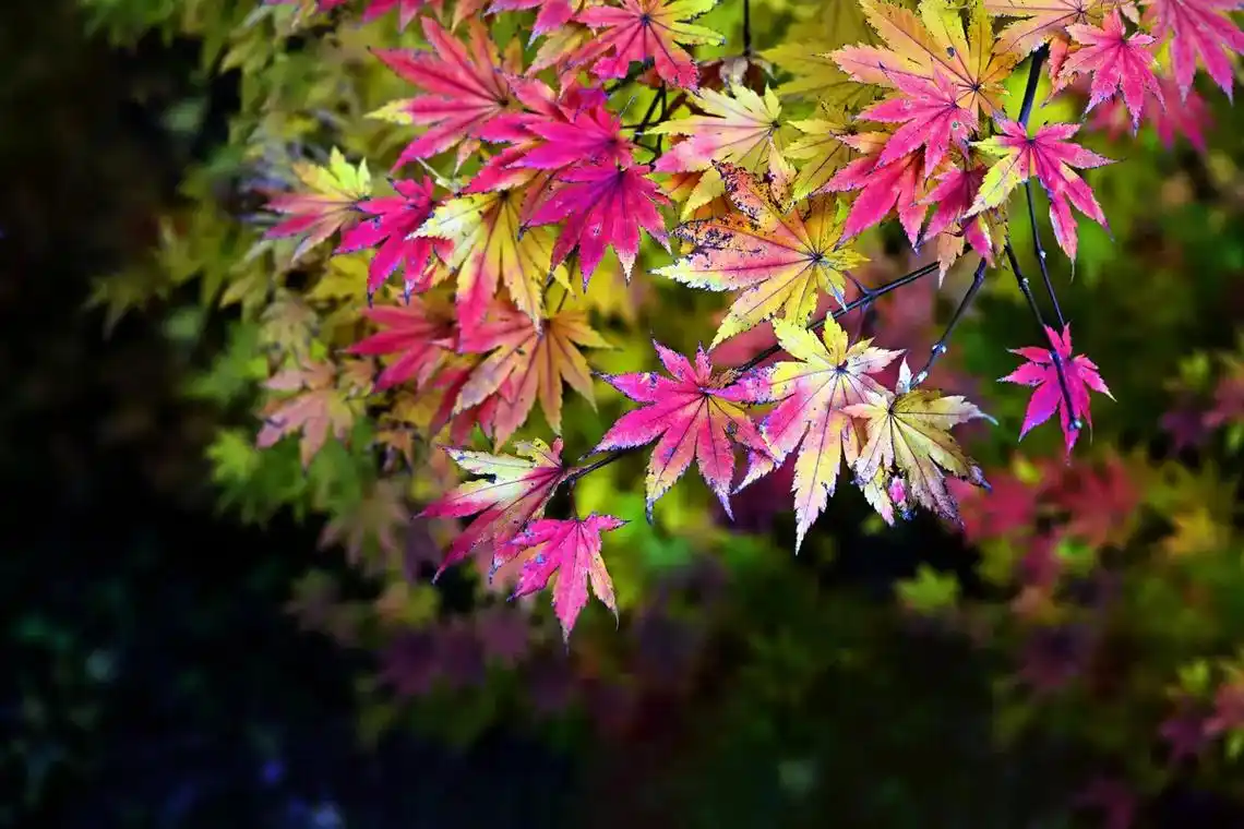 《深秋枫叶色彩》深秋时节,公园里拾趣秋天的色彩.