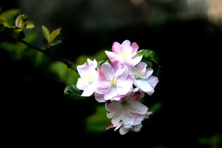 正是春光花正艳,宅在小区赏春色