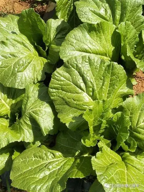 峨山县塔甸镇塔甸村委会绿色青菜种植基地,位于塔甸村蔬菜交易市场