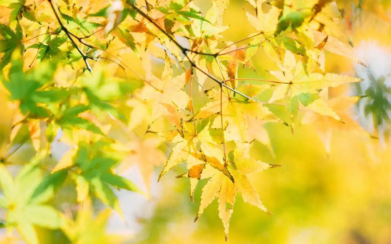 秋天黄色枫叶小清新唯美图片桌面壁纸高清大图预览1920x1200_风景壁纸