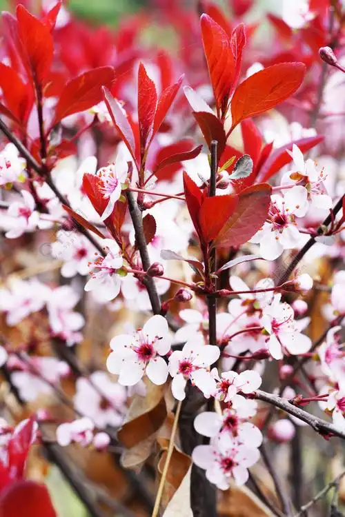 春天自然风景春暖花开桃花花开