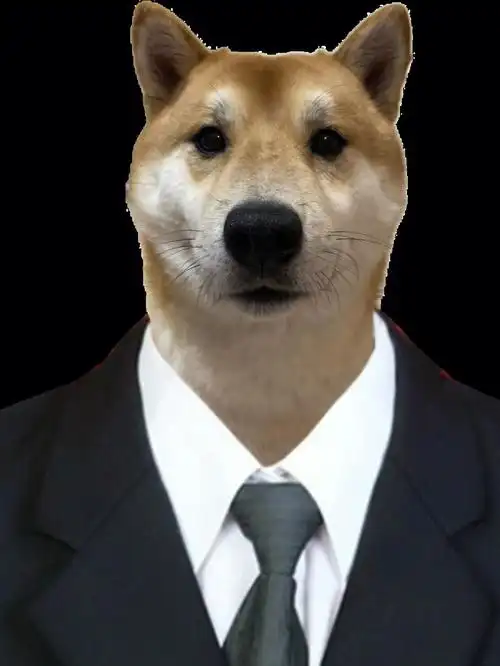 今天是拥有证件照的大黄狗子