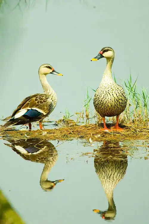 雁形目鸭科鸭属印缅斑嘴鸭