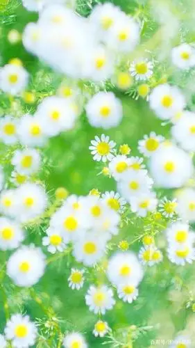 小清新系列绿色壁纸 是春天啊