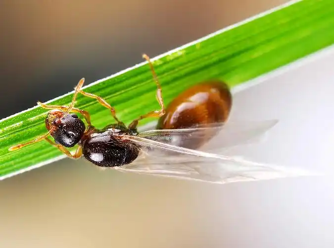 一组长翅膀的蚂蚁