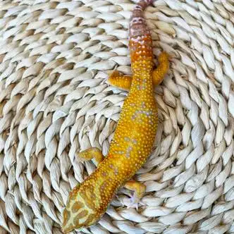 豹纹守宫另类宠物异宠活体爬虫小型易养奇异入门懒人爬宠蜥蜴幼体