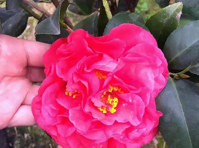 它被誉为茶花之王比牡丹要美比香水还香