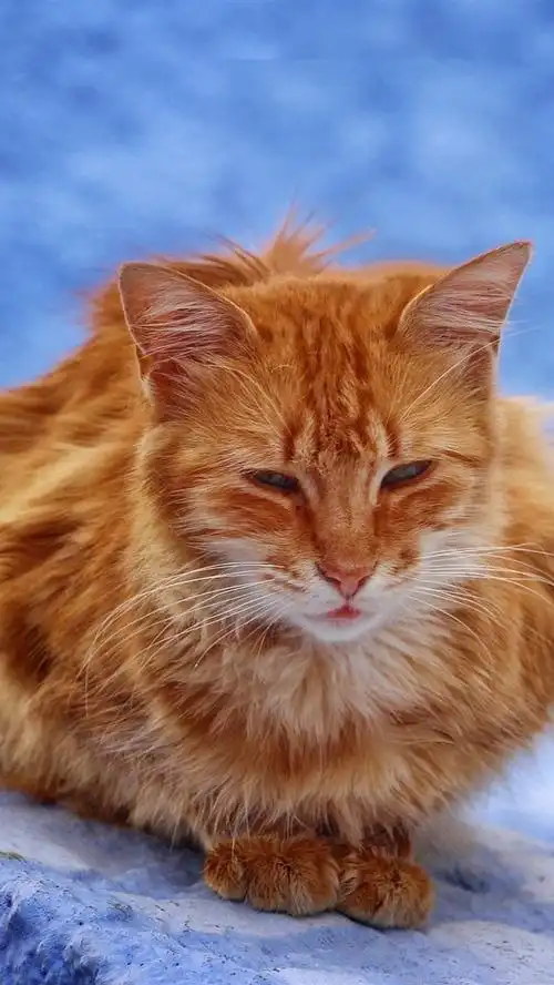 棕色猫休息,蓝色背景