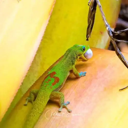 暖心日行守宫麻麻叼着蛋暴走,难道是为了给宝宝找个安全的地方孵化?