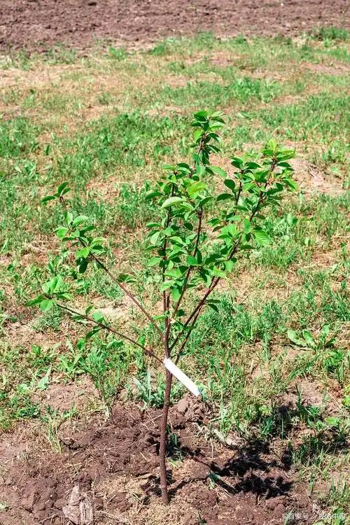 车厘子树苗怎么栽培