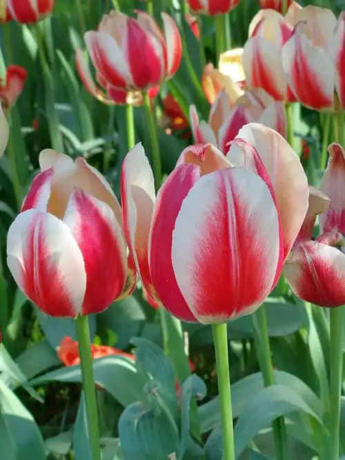 郁金香花开中山公园