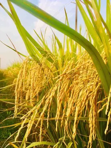 稻谷丰收的好季节