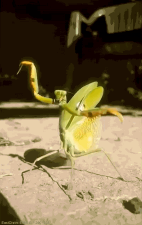 284_450竖版 竖屏gif 动态图 动图