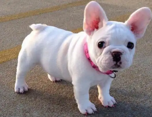 纯种小法斗多少钱一只 法国斗牛犬什么颜色的最贵