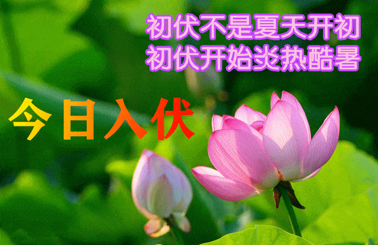 2021入伏早上好动态表情图片大全夏日三伏天问候语配动态鲜花图片