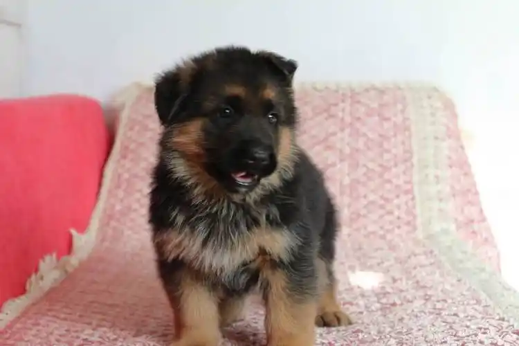 两个多月小德牧,喜欢私信lungsender