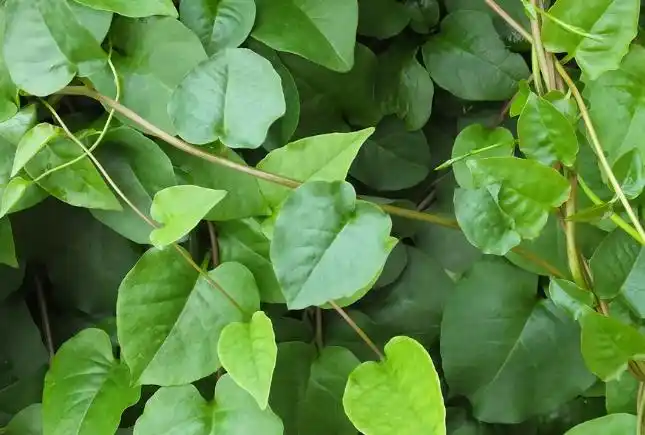 这种植物被叫做土三七如今在城里要卖到20元钱的样子呢