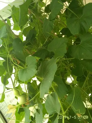 请问问各界朋友这葫芦叶子是咋了?