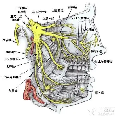 【转帖】o(∩_∩)o~优优图谱,更新暂停 [精华]