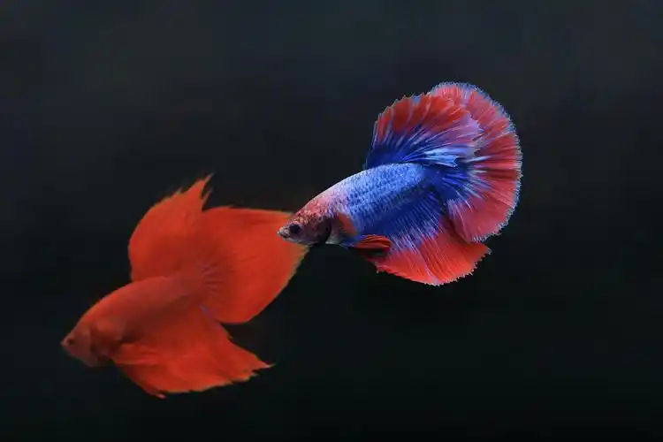 五彩斑斓的斗鱼