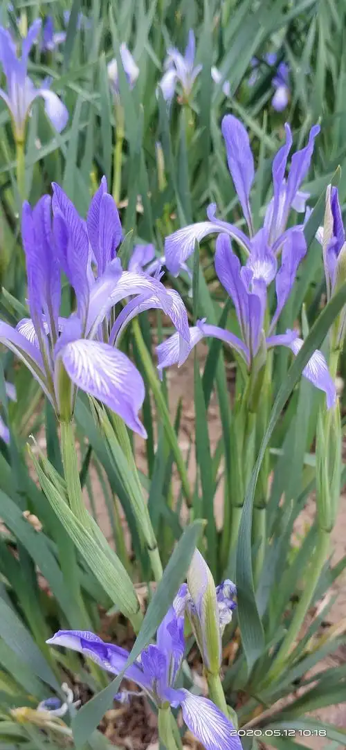 留住兰色的美,兰色的情.(赏马莲花)