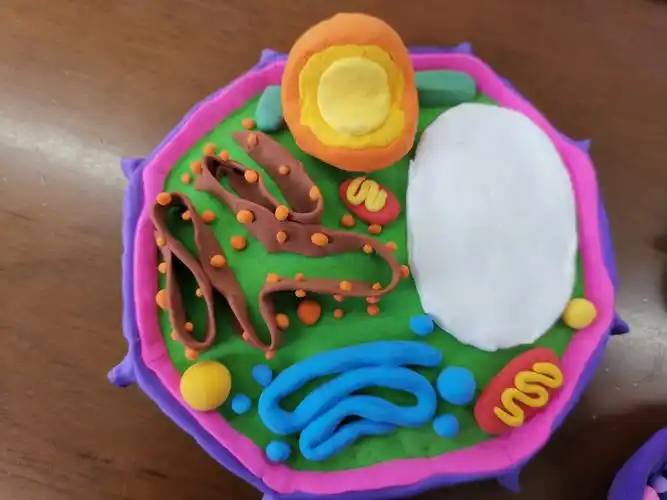 关山中学高一年级生物"真核细胞三维结构模型和生物膜的结构模型"展示