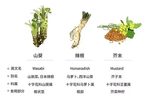 芥末日本进口粗磨本山葵伊豆芥辣50g鱼生寿司寿司料理