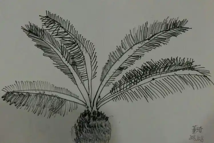 铁树写生