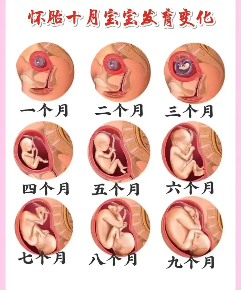 怀胎十月 胎儿发育过程图 你们都几个月啦,#孕期 #孕检 # - 抖音
