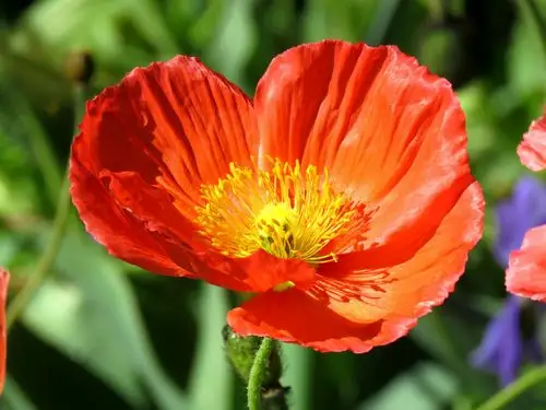 虞美人 写美篇       虞美人属罂粟科,草本,是比利时的国花