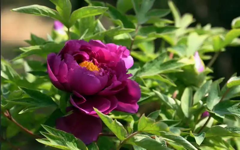 娇艳富贵牡丹花高清宽屏电脑桌面壁纸