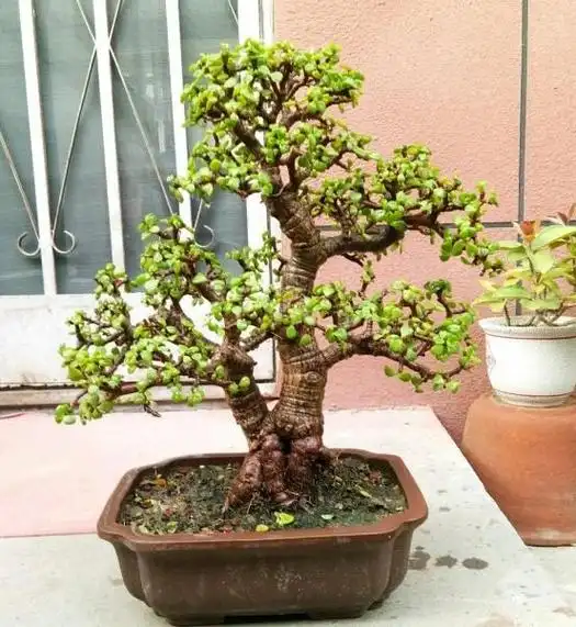 金枝玉叶盆景(金枝玉叶盆景造型图片及修剪方法)