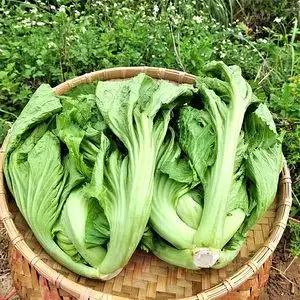 【青菜种子大叶图片】青菜种子大叶图片大全_q友网