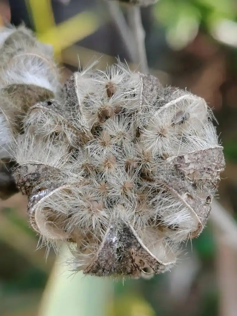木芙蓉果 很难想象娇嫩艳丽的芙蓉花,成熟后的果实这样充满质感!