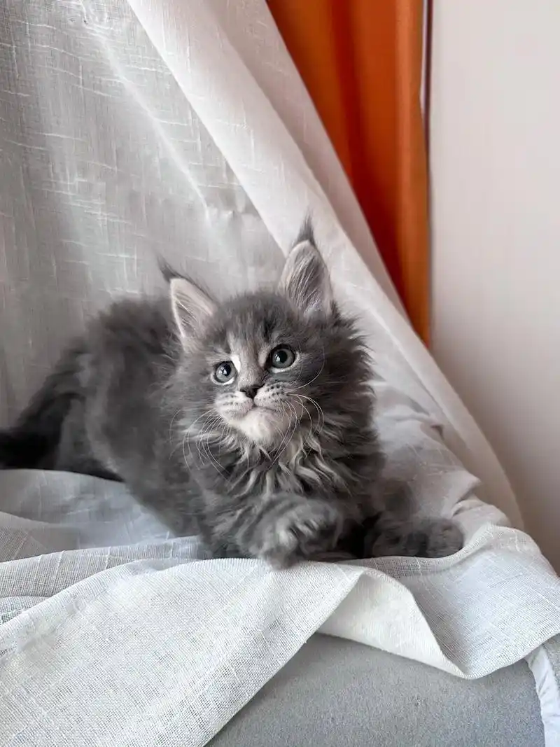 杭州缅因小猫便宜出.蓝虎弟弟 两个多月 一针一驱无病无癣 - 抖音