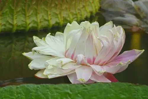 其它 难得一见——王莲开花 写美篇这次有好几朵王莲花待放.