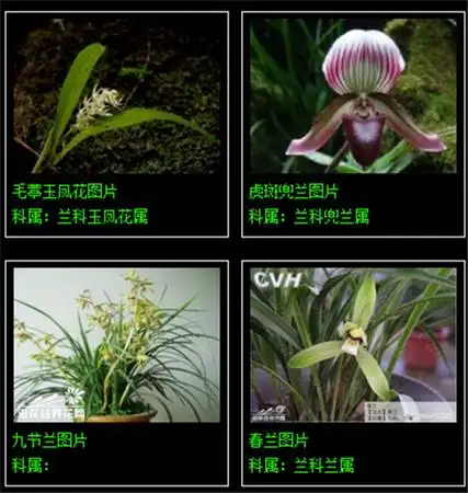 190种兰花品种大全,再不收藏就晚了!