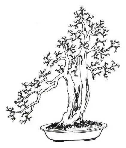 树桩盆景制作图解(盆景欣赏制作之八)