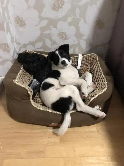 武汉黑白小土狗无偿领养