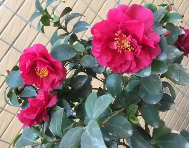 财神_韶关市浈江区茶花博览园