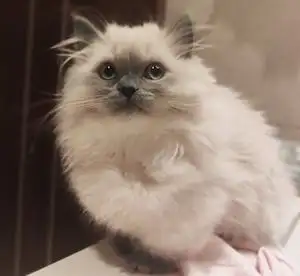 白夜家 重点色猫咪拿破仑小短腿活体宠物萌猫幼猫纯种健康无病已