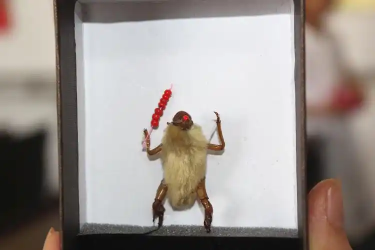 儒林街道胜芳园社区新时代文明实践站"手工毛猴制作 感受非遗魅力"