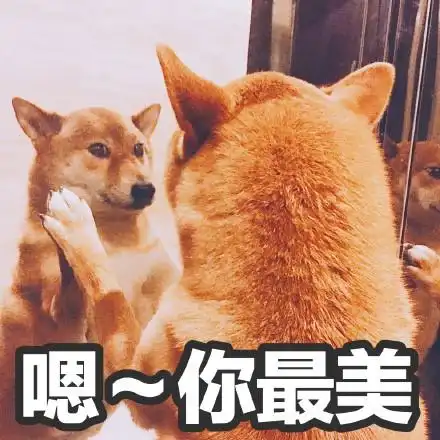 萌宠汪星人你最美你最好看憨憨可爱gif动图_动态图_表情包下载_soogif